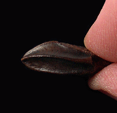 Real Edmontosaurus annectens tooth for sale | Buried Treasure Fossils