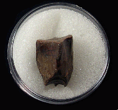 Rooted Edmontosaurus spitter tooth for sale | Buried Treasure Fossils