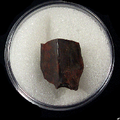 Rooted Edmontosaurus spitter tooth for sale | Buried Treasure Fossils