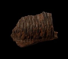 Hadrosaur lower jaw section for sale | Buried Treasure Fossils