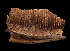 Hadrosaur lower jaw section for sale | Buried Treasure Fossils