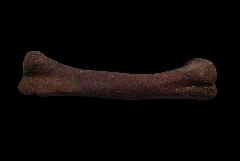 Hadrosaur jaw section for sale | Buried Treasure Fossils