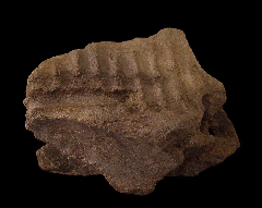 Hadrosaur jaw section for sale | Buried Treasure Fossils