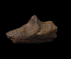 Edmontosaurus upper jaw section for sale | Buried Treasure Fossils
