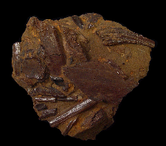 Edmontosaurus humerous - Hell Creek Fm. | Buried Treasure Fossils