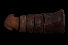 Large Edmontosaurus toe for sale | Buried Treasure Fossils