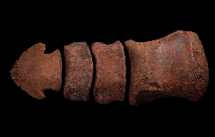 Large Edmontosaurus toe for sale | Buried Treasure Fossils