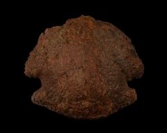 Large Edmontosaurus pes ungual for sale | Buried Treasure Fossils