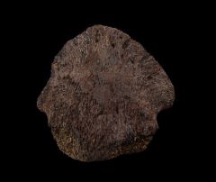 Large Edmontosaurus toe claw for sale | Buried Treasure Fossils