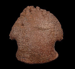 Large Edmontosaurus toe claw for sale | Buried Treasure Fossils