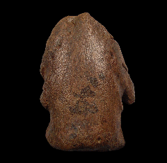 Large Edmontosaurus pes ungual for sale | Buried Treasure Fossils