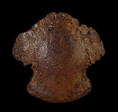 Brachylophosaurus ungual for sale | Buried Treasure Fossils