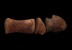 Edmontosaurus manus claw for sale | Buried Treasure Fossils