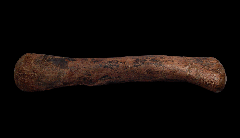 Edmontosaurus metacarpal | Buried Treasure Fossils
