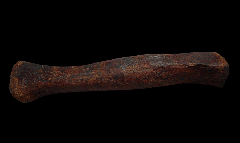 Edmontosaurus metacarpal | Buried Treasure Fossils