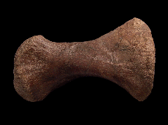 Edmontosaurus metatarsal bone for sale | Buried Treasure Fossils