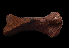 Edmontosaurus - Metatarsal
