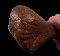 Edmontosaurus toe bone