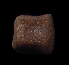 Edmontosaurus toe bone for sale | Buried Treasure Fossils