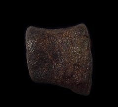 Edmontosaurus manus digit | Buried Treasure Fossils