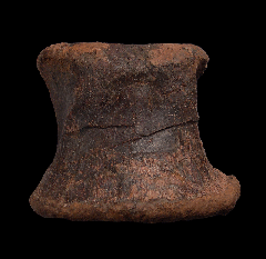 Large Edmontosaurus toe bones for sale | Buried Treasure Fossils