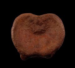 Large Edmontosaurus vertebra for sale | Buried Treasure Fossils