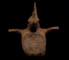 Hell Creek Edmontosaurus vertebra for sale | Buried Treasure Fossils
