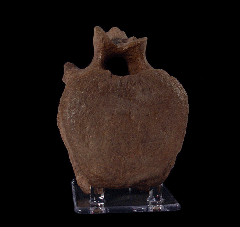 Real Edmontosaurus tail vertebra for sale | Buried Treasure Fossils