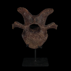 Edmontosaurus - Vertebra