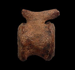 Real Hell Creek caudal vertebra for sale | Buried Treasure Fossils