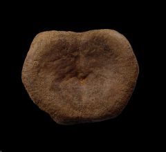 Cheap Edmontosaurus vertebra for sale | Buried Treasure Fossils
