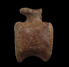 Edmontosaurus - Vertebra