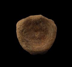 Cheap Edmontosaurus vertebra for sale | Buried Treasure Fossils
