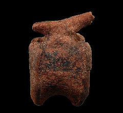 Real Edmontosaurus tail vertebra for sale | Buried Treasure Fossils