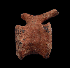 Real Hell Creek caudal vertebra for sale | Buried Treasure Fossils