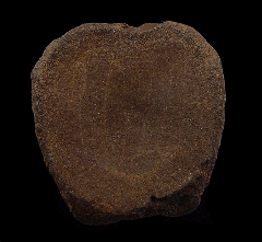 Real Hell Creek caudal vertebra for sale | Buried Treasure Fossils