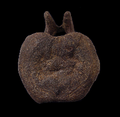 Cheap Edmontosaurus vertebra for sale | Buried Treasure Fossils