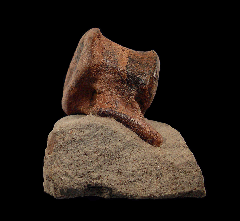 Hell Creek Hadrosaur vertebra | Buried Treasure Fossils
