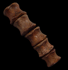 Hell Creek Hadrosaur vertebra | Buried Treasure Fossils