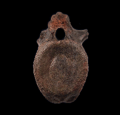 Edmontosaurus caudal vertebra for sale | Buried Treasure Fossils
