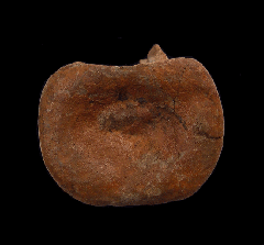 Edmontosaurus caudal vertebra for sale | Buried Treasure Fossils