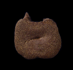 Real Edmontosaurus tail vertebra for sale | Buried Treasure Fossils