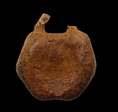 Edmontosaurus tail vertebra | Buried Treasure Fossils