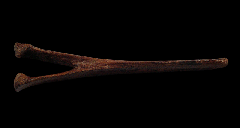 Edmontosaurus chevron | Buried Treasure Fossils