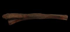Hadrosaur ulna bone for sale | Buried Treasure Fossils