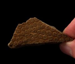 Edmontosaurus fossil skin specimen for sale | Buried Treasure Fossils