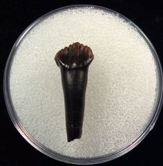 Thescelosaurus