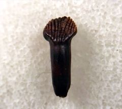 Rooted Thescelosaurus maxillary tooth for sale | Buried Treasure Fossils