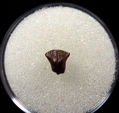 Real Thescelosaurus rooted tooth for sale | Buried Treasure Fossils