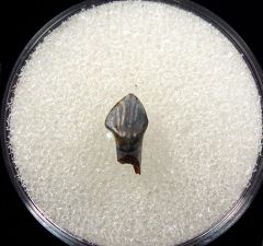 Hell Creek dinosaur teeth for sale | Buried Treasure Fossils